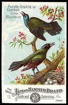 13 Purple Grakle or Common Crow Blackbird